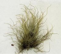 帚狀江蘺 帚狀江蘺