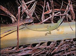（圖）褐樹蛇Boiga irregularis和安樂蜥Anolis carolinensis