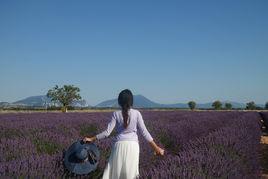 法國薰衣草 法國薰衣草