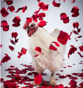 公雞日曆 公雞日曆