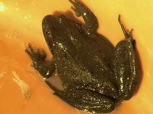 純野生動物哈什螞