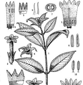 毛花報春茜 毛花報春茜