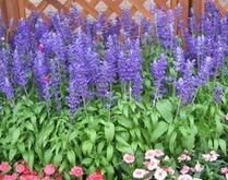 狹葉束尾草（變種）