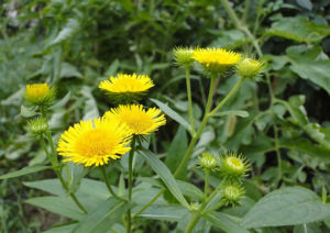 旋覆花屬 旋覆花屬