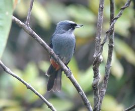 大刺花鳥 大刺花鳥