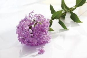 福祿考屬 福祿考屬