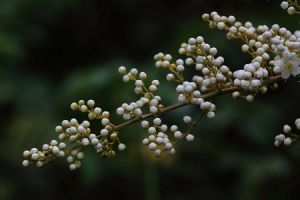 高叢珍珠梅(原變種) 高叢珍珠梅(原變種)