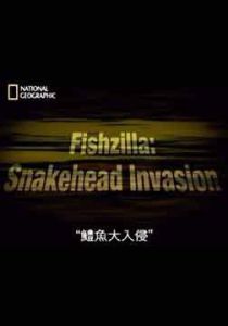 鱧魚大入侵 鱧魚大入侵