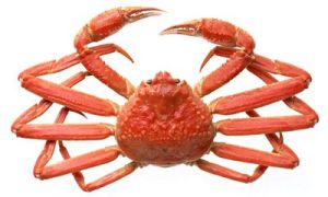 松葉蟹 松葉蟹