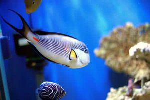 紅海倒吊魚 紅海倒吊魚