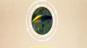 食蟲裂唇魚 食蟲裂唇魚