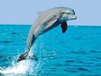 國際海豚年