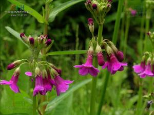 匍枝粉報春 匍枝粉報春