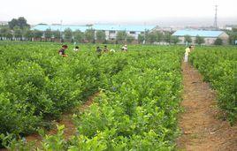 小毛驢市民農園 小毛驢市民農園