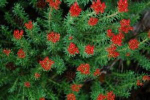 小葉紅景天 小葉紅景天