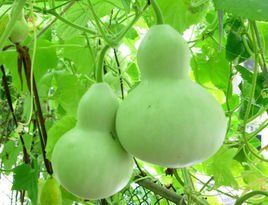 大瓠之種 大瓠之種