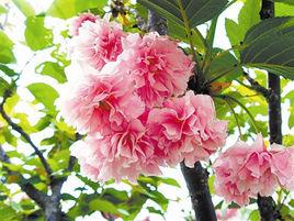 速生晚櫻 速生晚櫻