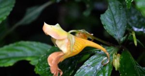 膜苞鳳仙花 膜苞鳳仙花