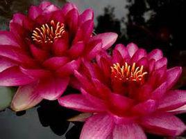 吉卜賽人[睡蓮品種]