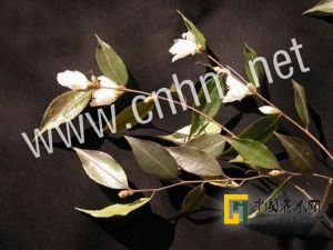 尖連蕊茶 尖連蕊茶