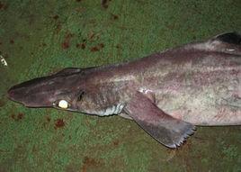 田氏鯊屬 田氏鯊屬