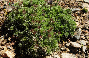 紫花亞菊 紫花亞菊