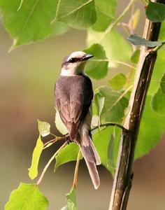 灰山椒鳥 灰山椒鳥