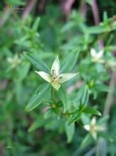 葉萼獐牙菜 葉萼獐牙菜