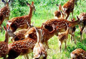 楓木養鹿場 楓木養鹿場