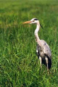 東洞庭湖自然保護區