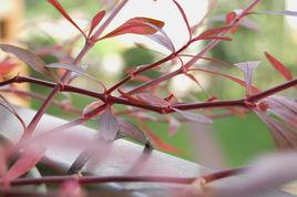 紅田烏草[紅田烏草]