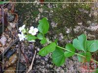 光頭山碎米薺(圖1)