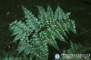 彎柄假複葉耳蕨