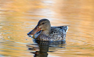 赤琵嘴鴨 赤琵嘴鴨