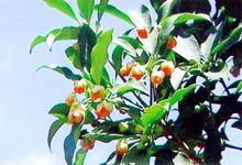 花期中的八角茴香樹