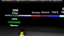 色氨酸操縱子 色氨酸操縱子