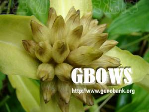 粗莖秦艽(果實)