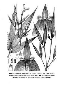 小葉大節竹 小葉大節竹