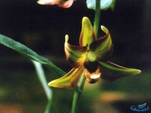 台灣火燒蘭 台灣火燒蘭