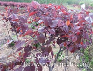 紫葉加拿大紫荊