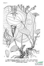 細辛錦香草 細辛錦香草