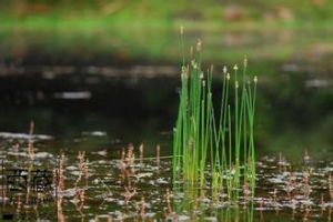 卵穗荸薺 卵穗荸薺