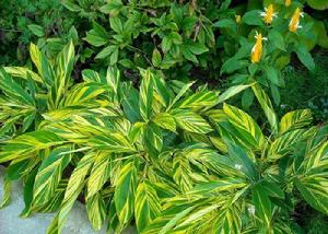 速效養分 速效養分