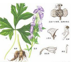 直緣烏頭 直緣烏頭