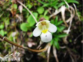 捕蟲堇 捕蟲堇