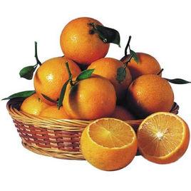 皇帝柑苗 皇帝柑苗