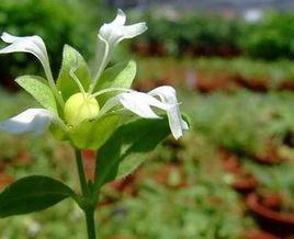 接筋草[接筋草]