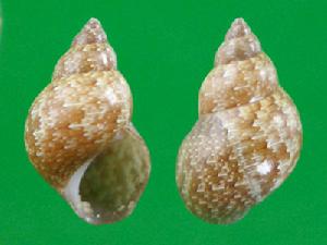 花斑雉螺 花斑雉螺