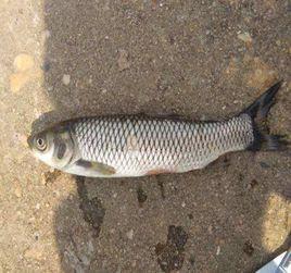 小海子草魚 小海子草魚