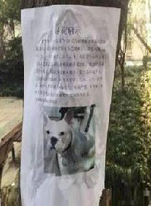 最牛尋狗啟事 最牛尋狗啟事